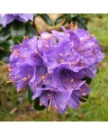 Rhododendron ’Gristede’ квіти